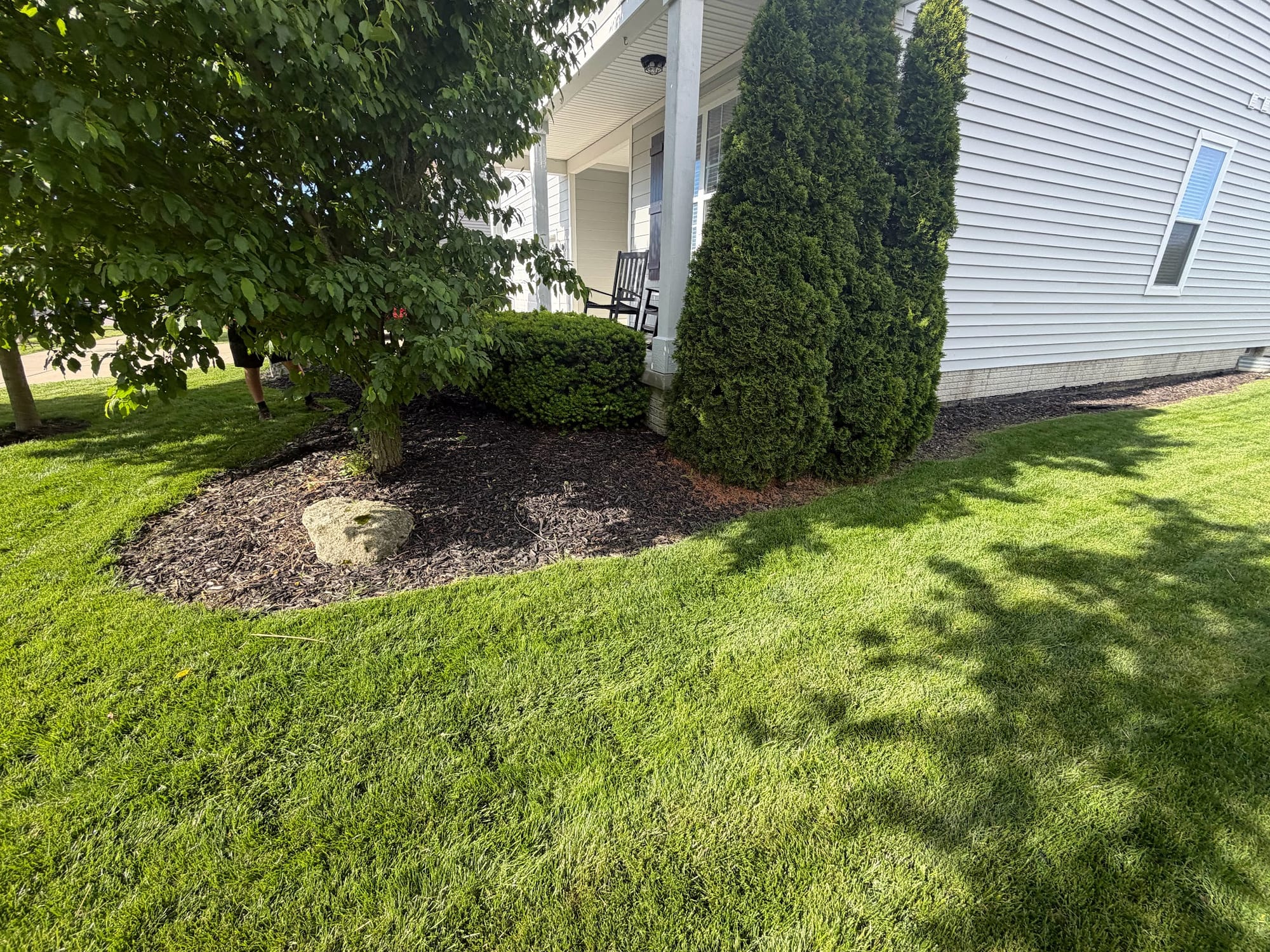 Mulched bed around evergreens in an open lawn