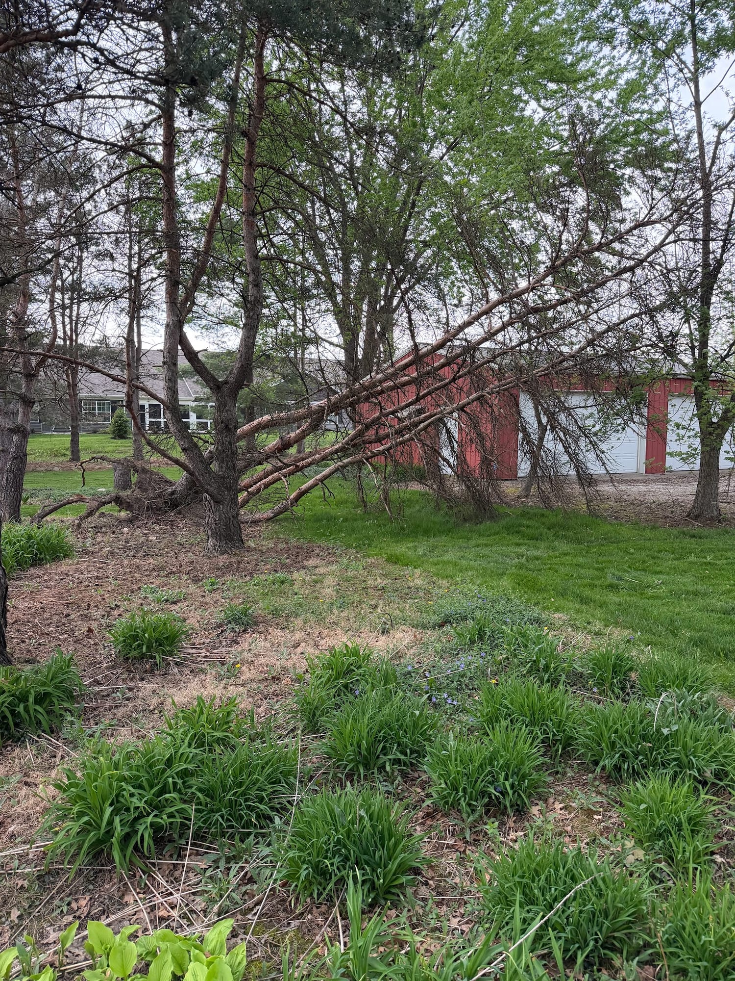 Wooded backyard cleared of undergrowth