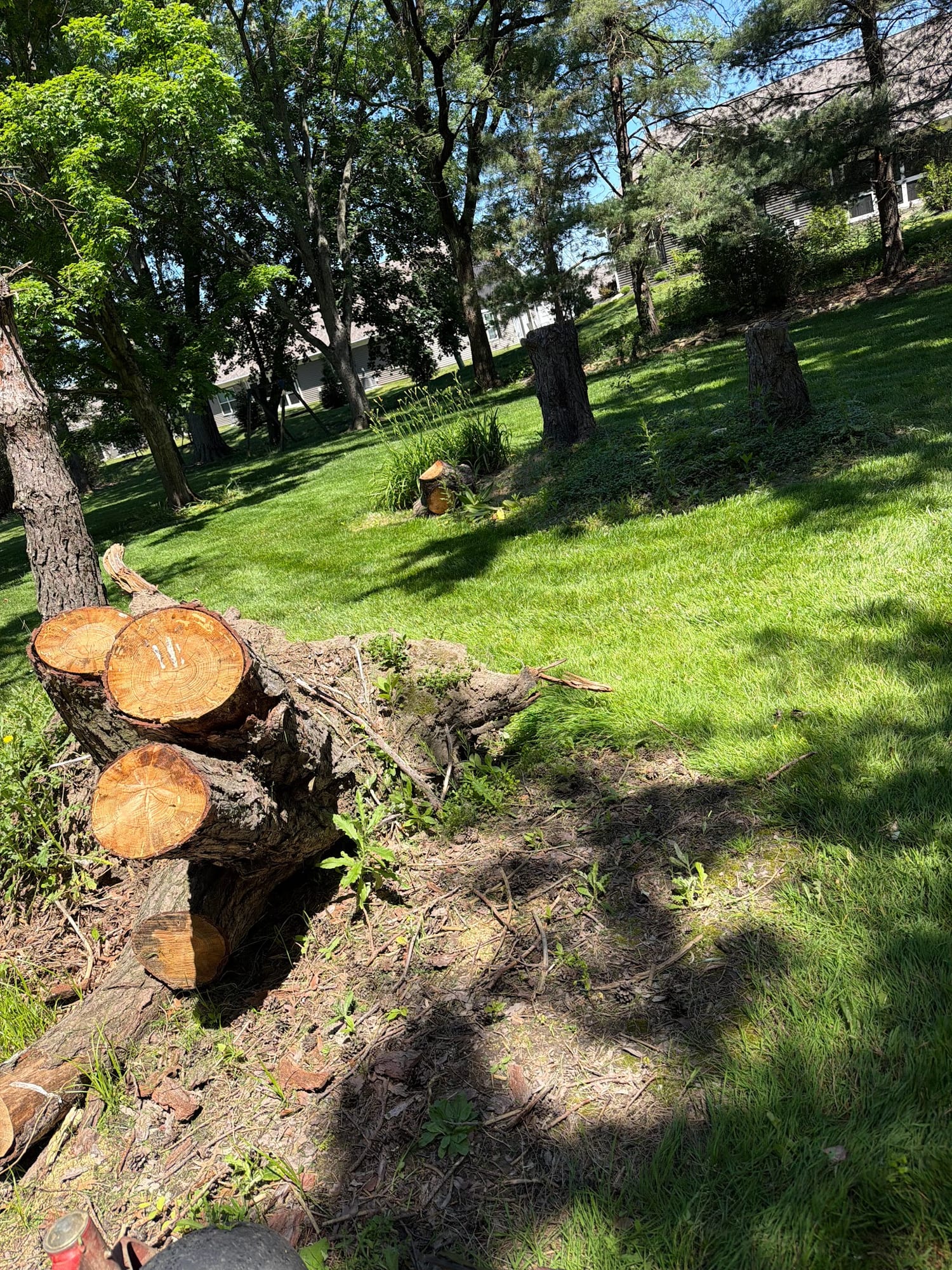 Tree stumps cut down on a wooded slope