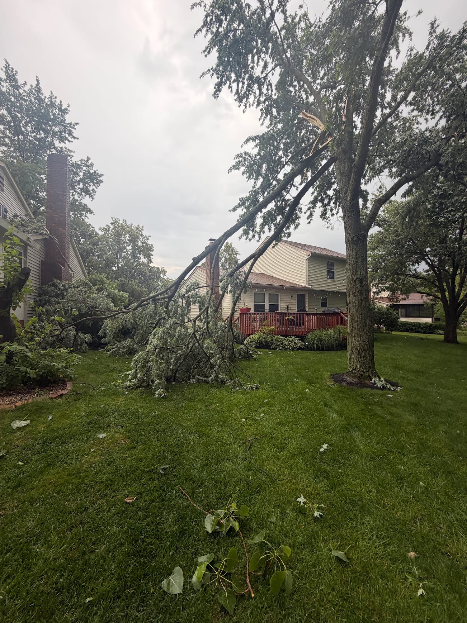 Storm-damaged tree limbs over a home