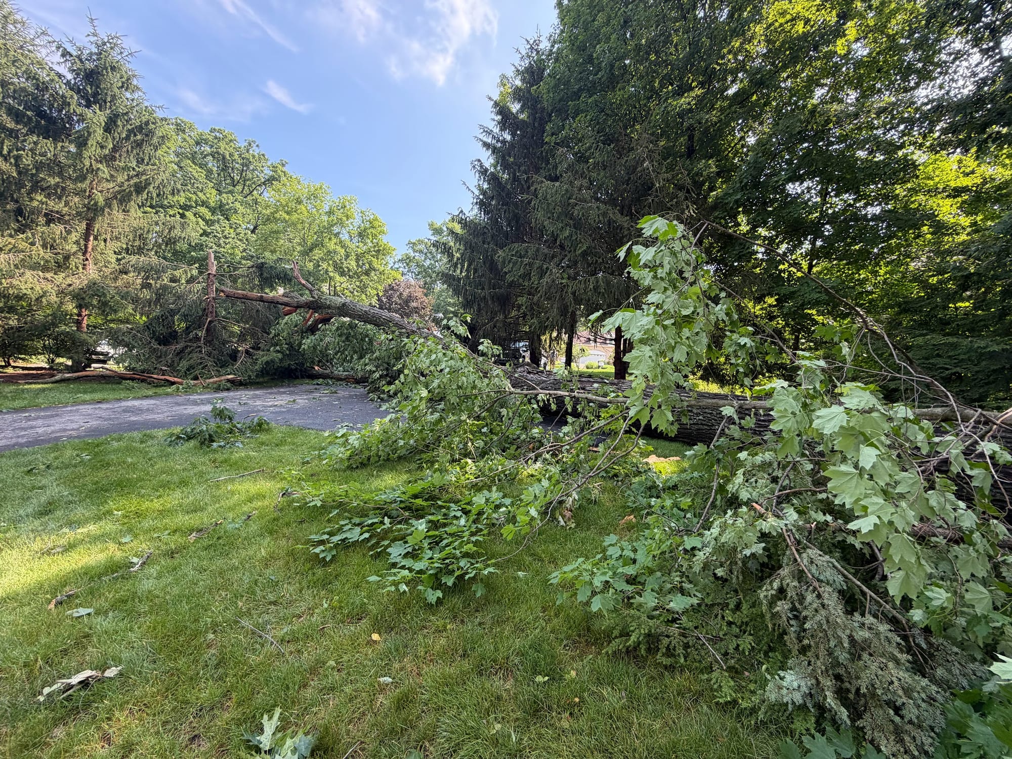Downed limbs staged for storm cleanup