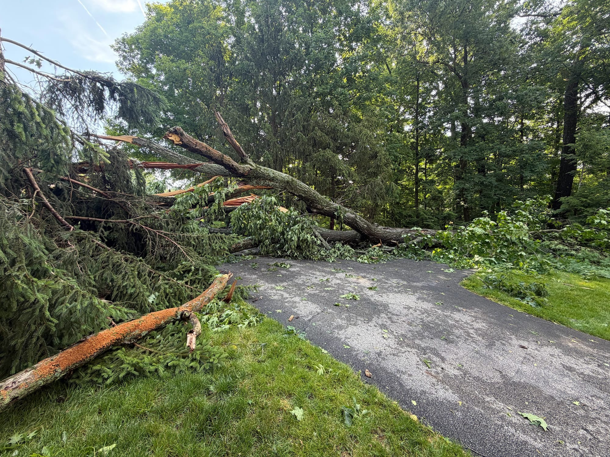 Fallen tree across a driveway before removal