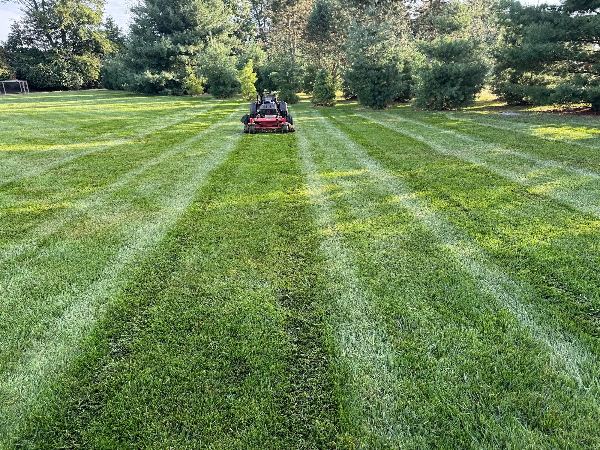 Wide backyard lawn with fresh mowing rows