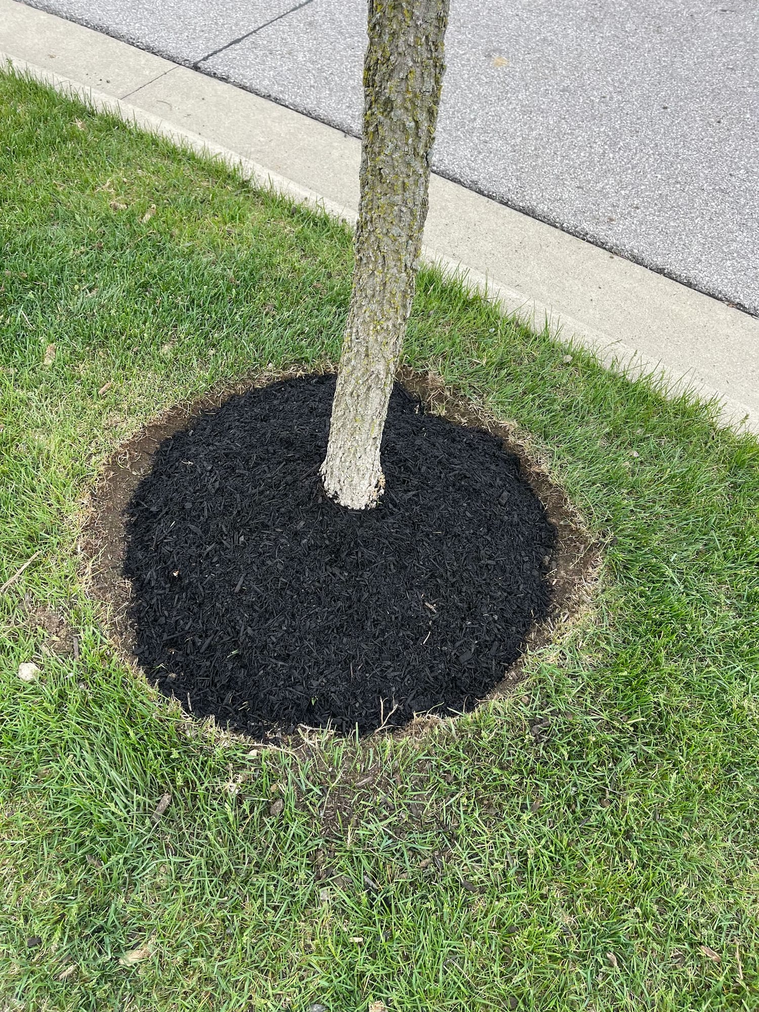 Black mulch tree ring cut into the lawn