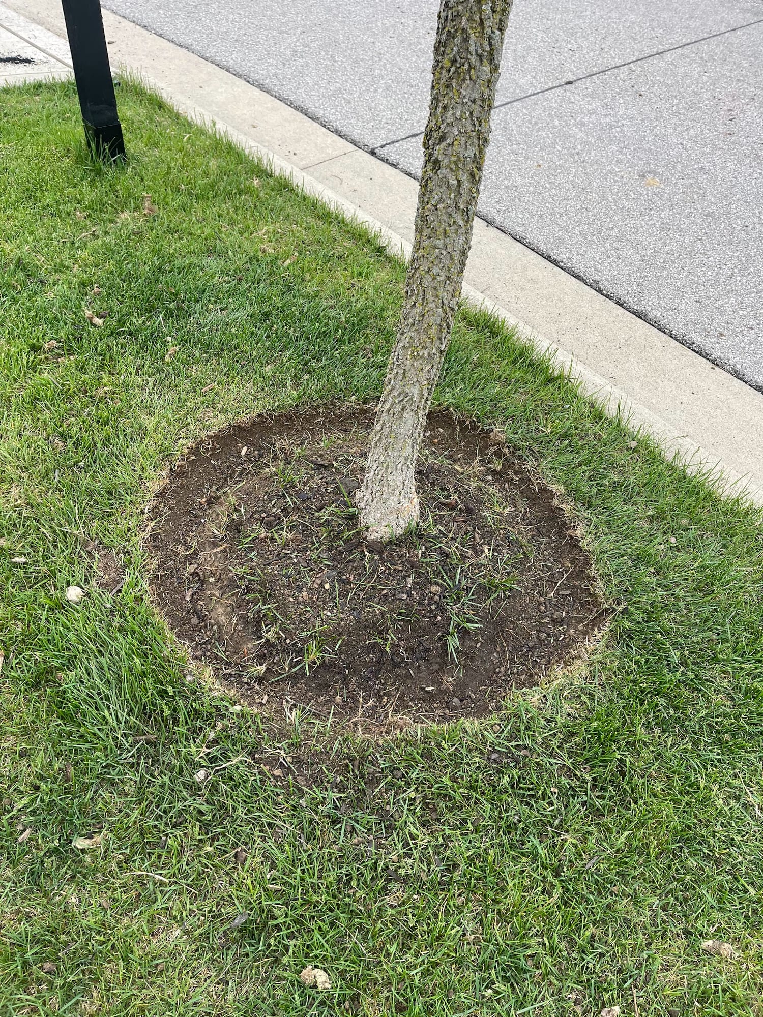 Brown mulch tree ring with a clean edge