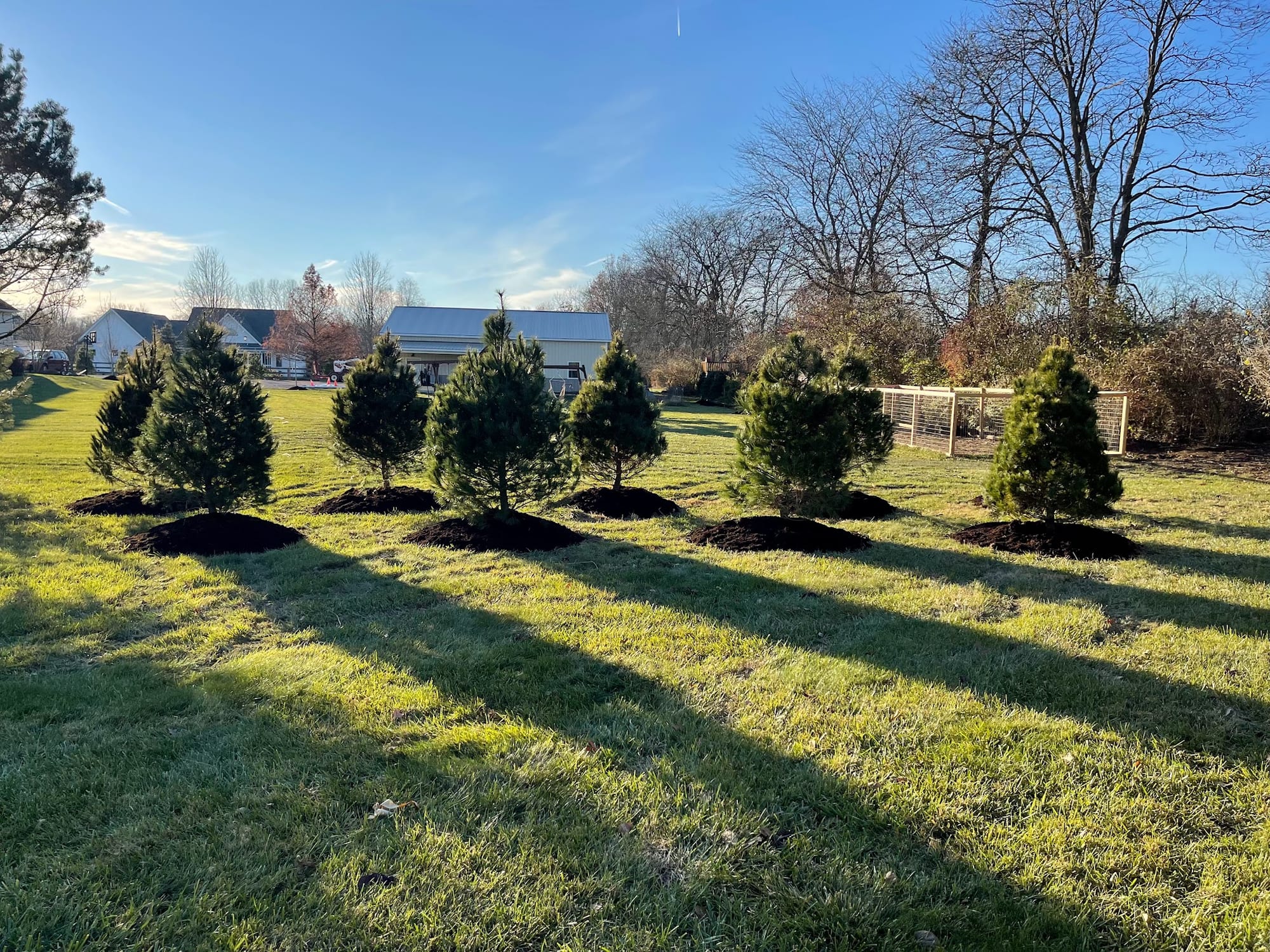 Rows of newly planted trees